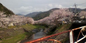 与保呂川の千本桜が満開です