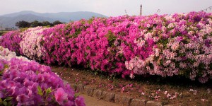 舞鶴の花はツツジ